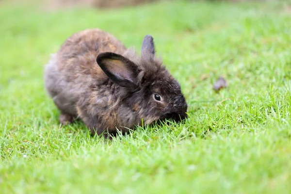 Kleines Dunkelbraunes Kaninchen Liegt Gras — Stockfoto