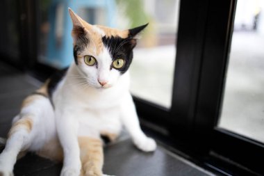 Dişi bir kedi yerde oturmuş dinleniyor..