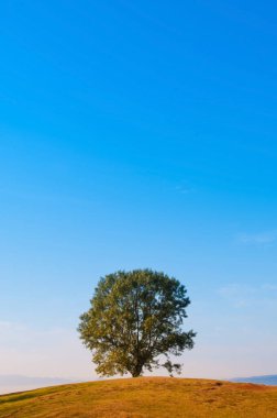 Japonya, Nara 'daki çim tepesinin tepesindeki yalnız ağaç.