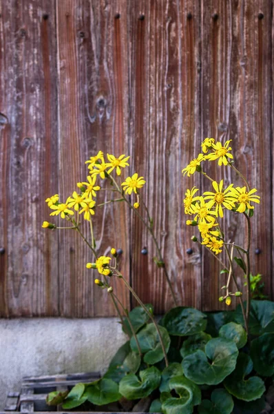 Flores Amarelas Parede Madeira Fundo — Fotografia de Stock