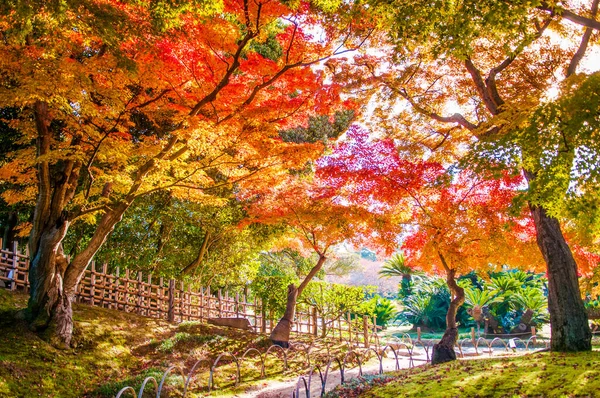 Wibrujące Jesienne Liście Piękny Krajobraz Ogrodowy Parku Zamkowym Okayama Okayama — Zdjęcie stockowe
