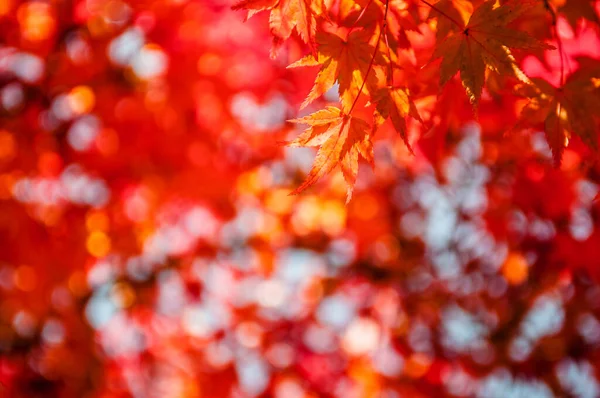 Folhas Outono Encantadoras Vibrantes Parque Castelo Okayama Okayama Japão — Fotografia de Stock