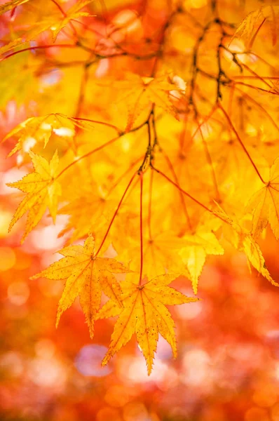 Vibranti Affascinanti Foglie Autunnali Nel Parco Del Castello Okayama Okayama — Foto Stock