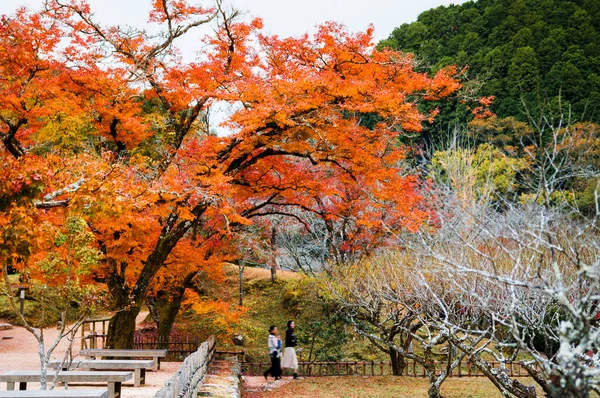 Nov 2014 Okayama Giappone Autunno Parte Shizutani Okayama — Foto Stock