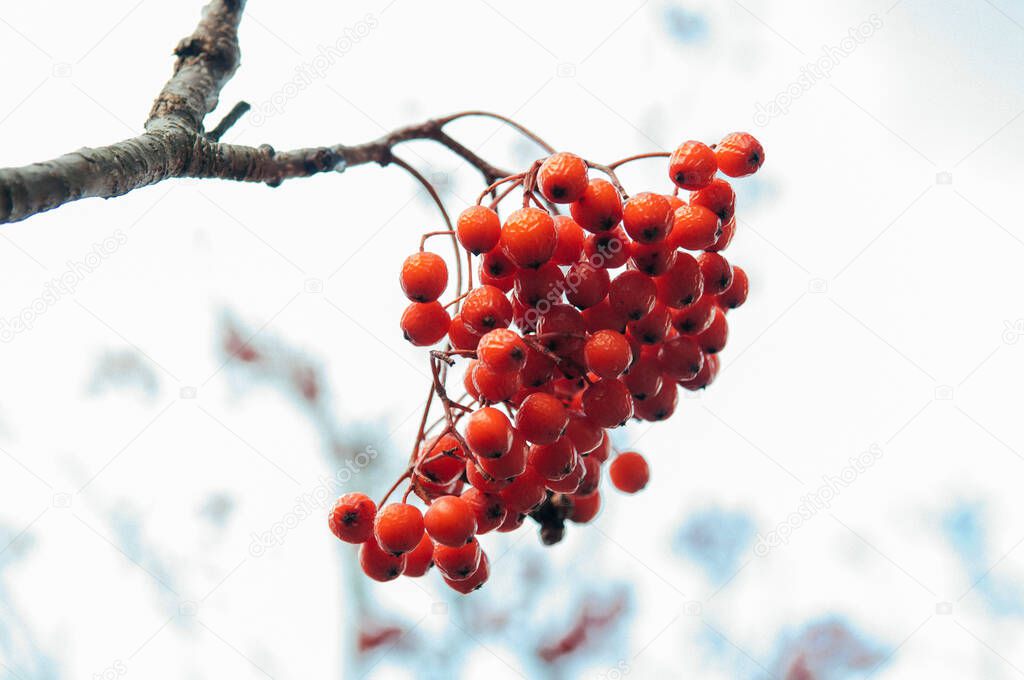 Beautiful Red Rowan berries or Mountain ash in winter on white background