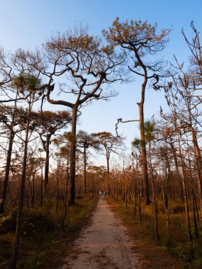 DEC 4, 2020 Loei, Thailand - Tourists walking along nature trail among leafless tree in winter forest. Thailand winter season nature landscape under afternoon sun at Phu Kradueng National park, Loei - Thailand