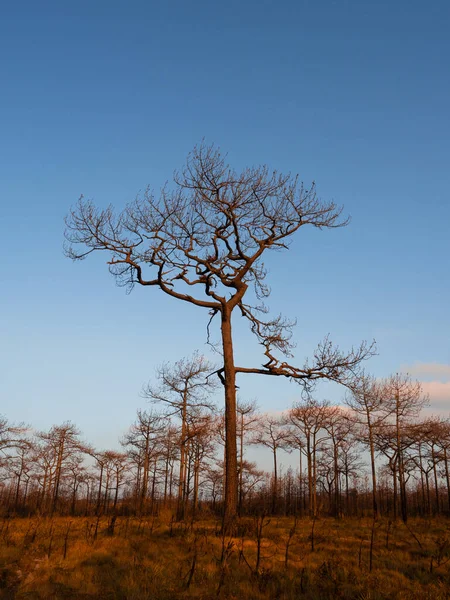 Leafles Tree Winter Forest Thailand Winter Season Nature Landscape Afternoon — 스톡 사진