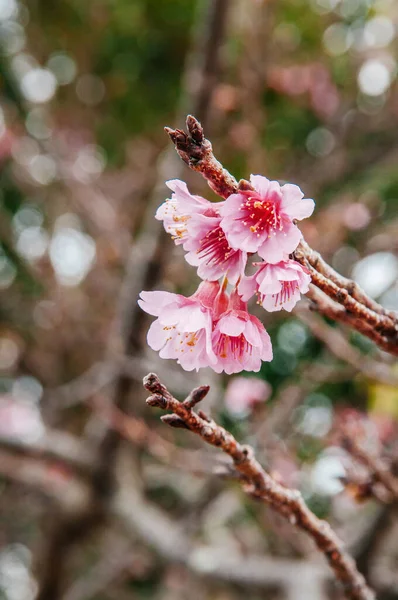 春の古宇利島 日本の自然を背景に満開の桜や桜 — ストック写真