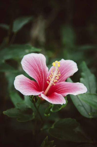 Beautiful vertical shot of Pink hibiscus flower, Chinese hibiscus,China rose,Hawaiian hibiscus, shoe flower