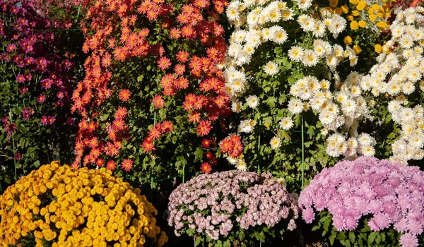 Listopada 2014 Okayama Japonia Kiku Matsuri Japoński Festiwal Kwiatów Chryzantemy — Zdjęcie stockowe