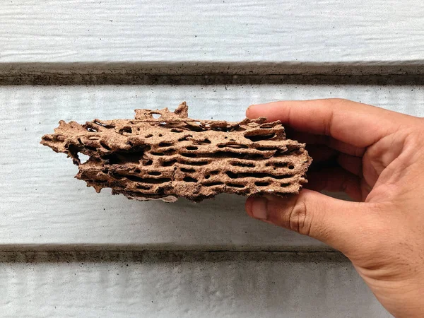 Bois Endommagé Par Les Termites Avec Beaucoup Trous Stucture Maison — Photo