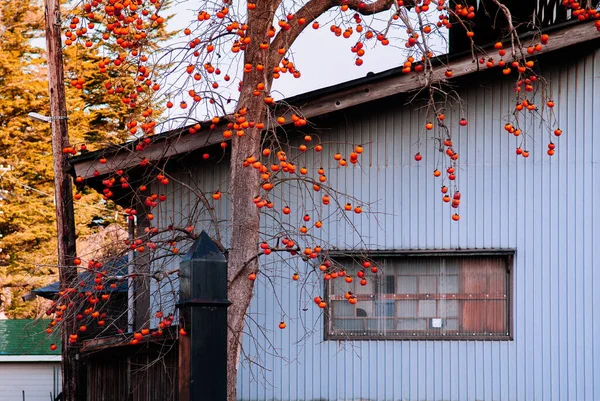 Dec 2018 Kakundate Japan Colourful Autumn Wanmmon Japanese Kaki Flows — 스톡 사진
