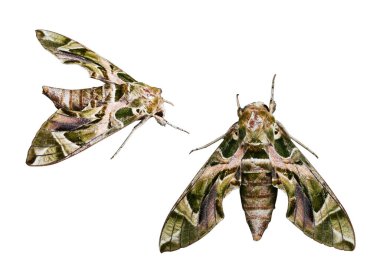 Büyük güzel Oleander şahin güvesi - Ordu yeşil güvesi beyaz arka planda izole edilmiş iş yolu ile gömülü