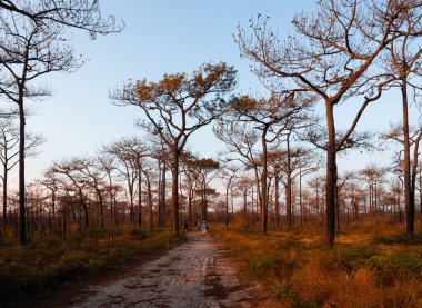 DEC 4, 2020 Loei, Tayland - Turistler kış ormanlarında yapraksız ağaçlar arasında doğa yolunda yürüyorlar. Tayland kış mevsimi doğa manzarası öğleden sonra güneşinin altında Phu Kradueng Ulusal Parkı, 
