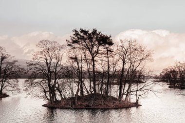 Onuma Koen Quasi - Ulusal Park Gölü ve soğuk kışın ortasında küçük bir adada yapraksız ağaç. Hakodate, Hokkaido - Japonya.