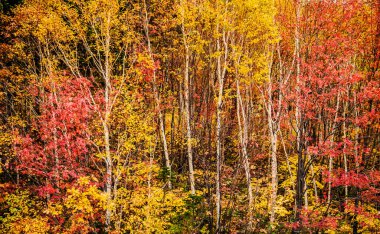 Jozankei Barajı 'ndaki sonbahar ormanı, Sapporo, Hokkaido, Japonya
