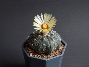 Kaktüs çiçeği açık pembe renkler tam çiçek Astrophytum Asterias kaktüs çiçeği. koyu arkaplan