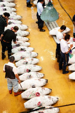 26 Haziran 2014 Kanagawa, Japonya - Alıcılar açık artırma için hazırlanmış donmuş ton balığını inceledi. Balık pazarında Japon Ton Balığı açık artırması - Misaki Limanı Balık Pazarı