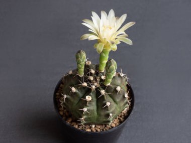 Kaktüs çiçeği açık sarı renkler tam çiçek açmış jimnastik kaktüsü çiçeği. koyu arkaplan