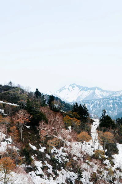 Great nature view of snow mountain and alpine tree on Tateyama Kurobe Alpine Route - Japan Alps. Toyama - Japan