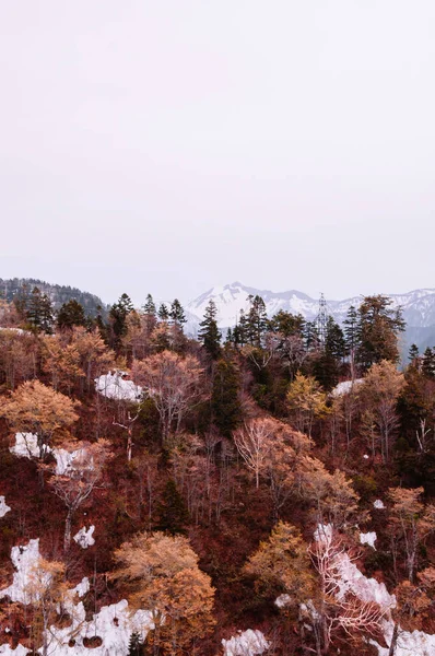 Great nature view of snow mountain and alpine tree on Tateyama Kurobe Alpine Route - Japan Alps. Toyama - Japan