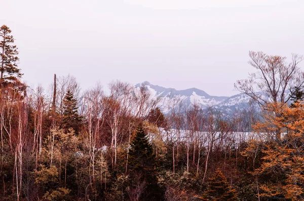 Wielki Widok Przyrodę Góry Śniegu Drzewa Alpejskiego Tateyama Kurobe Alpejski — Zdjęcie stockowe