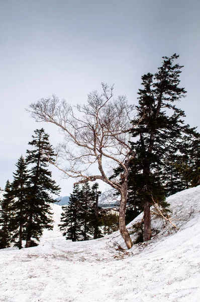 Martwe Drzewo Śnieżnej Góry Alpach Japońskich Tateyama Kurobe Toyama Japonia — Zdjęcie stockowe