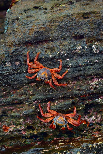 Sally Lightfoot crabs — Stock Photo, Image
