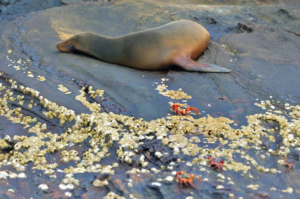 Baby sea seal — Stock Photo, Image