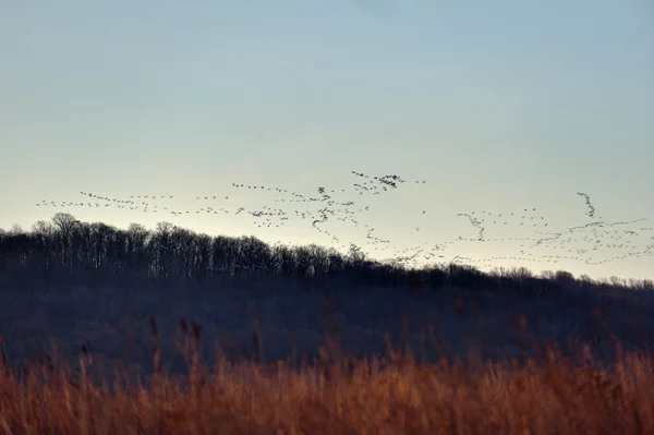 Migración de gansos de nieve —  Fotos de Stock