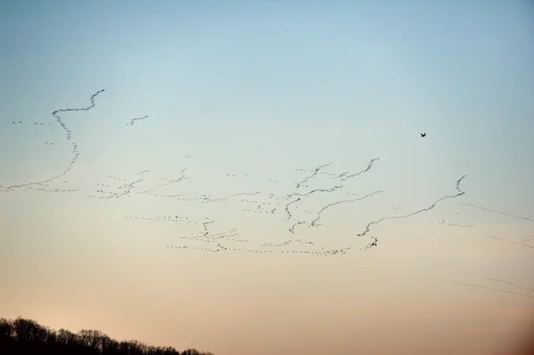 Migración de gansos de nieve —  Fotos de Stock