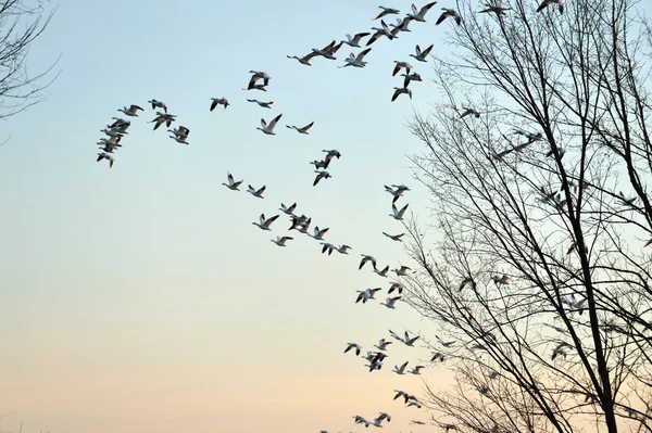 Gansos da neve migração voando — Fotografia de Stock