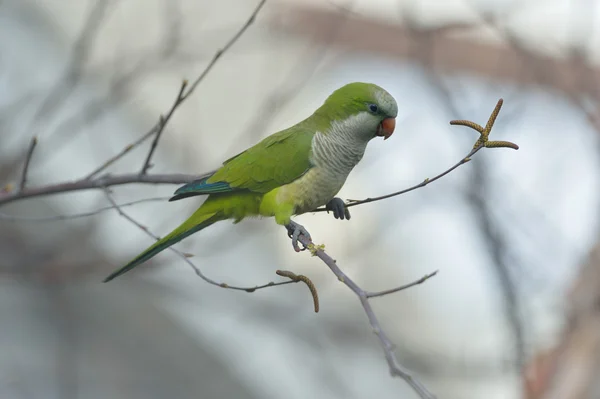 Квакерский попугай в Эджуотере — стоковое фото