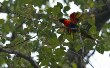 Gökkuşağı Lori, Avustralya
