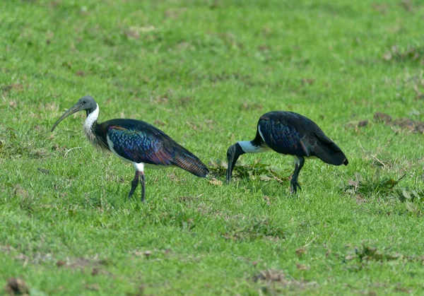 Ibis de cuello de paja —  Fotos de Stock