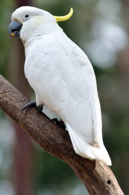 Sülfür armalı papağan.