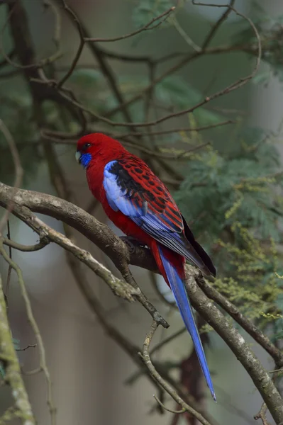 Crimson Rosella в Австралии — стоковое фото