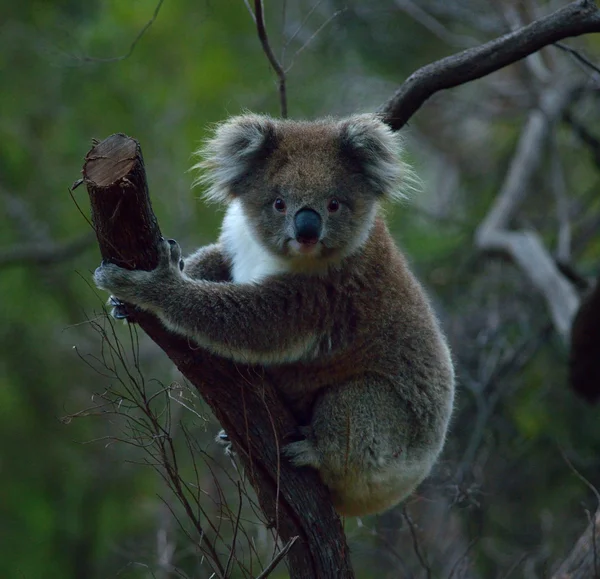 Медведь коала в Австралии Лицензионные Стоковые Изображения