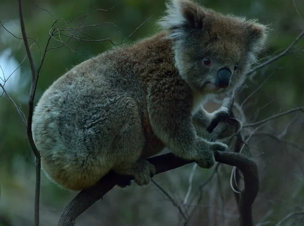 Koalabär in Australien — Stockfoto