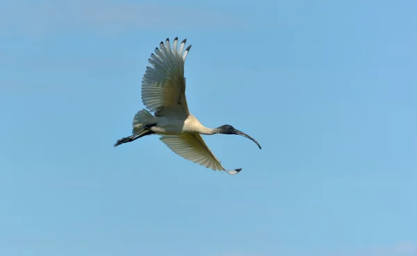 Australiska vit ibis — Stockfoto