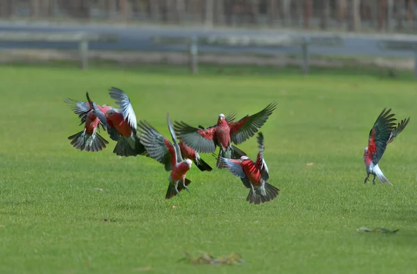 Galahs in the wild in Austrila Stock Image