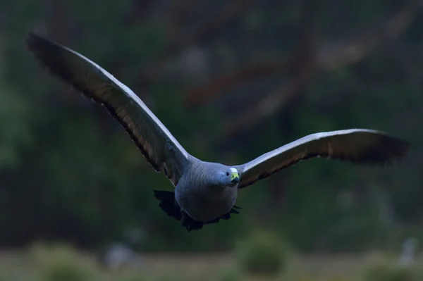 Cape Barren Goose — Stock Photo, Image