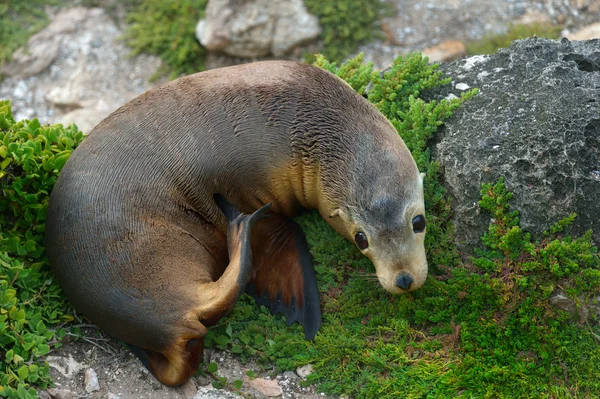 Braunpelzrobbe — Stockfoto