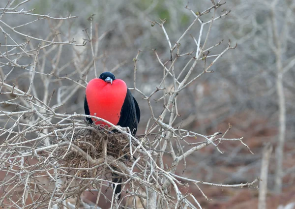 Galapagos erkek Fırkateyn Stok Fotoğraf