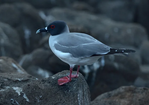 Swallow-tailed gull — Stock Photo, Image