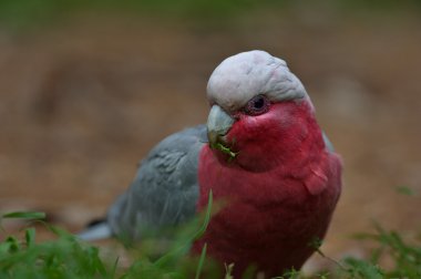 Rose göğüslü Cockato