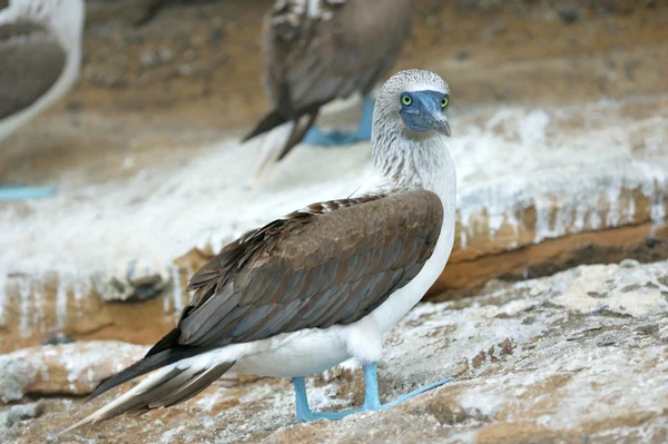 Blue-footed booby — Stock Photo, Image