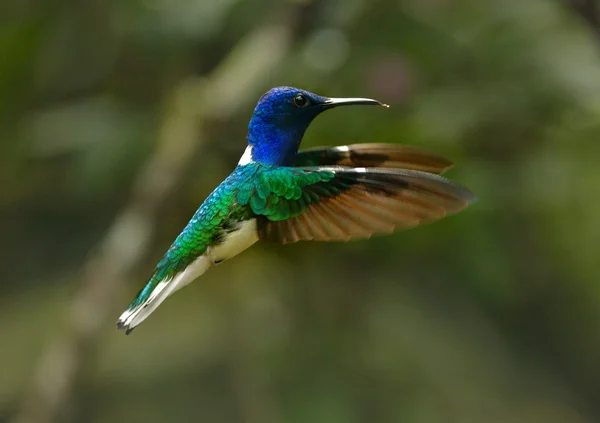 Vit hals jakobinska hummingbird — Stockfoto