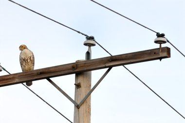 Kırmızı - kuyruklu şahin