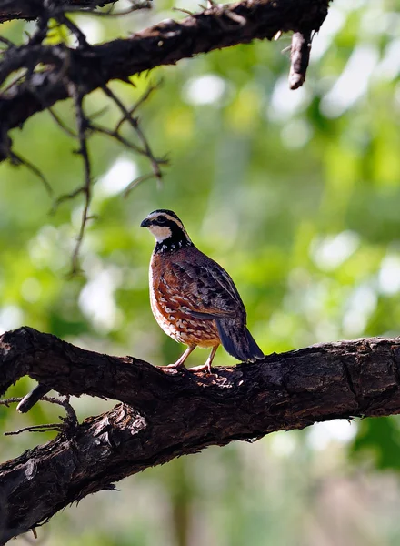 Kuzey bobwhite — Stok fotoğraf